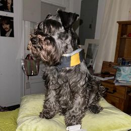 Lu - Miniature Schnauzer