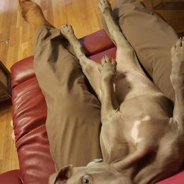 Weimaraner Puppies from North Georgia Weims