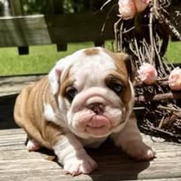Bulldog Puppies from Bullgodz English Bulldogs