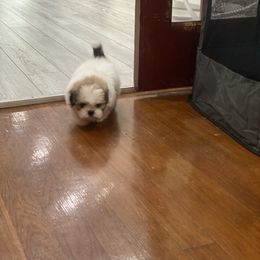 Sophie - Black gold and white female Shih Tzu puppy in Reddell, Louisiana from TINYSHIHTZUFURU