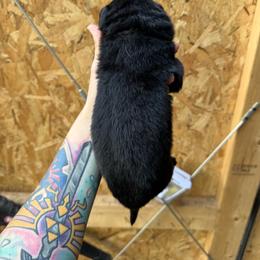 Purple collar - Black male German Shepherd puppy in Phenix City, Alabama from Black Rose Shepherds