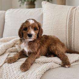 Lloyd - Red  male Goldendoodle puppy in Floyd, Virginia from Hearts and Paws Poodles and Doodles