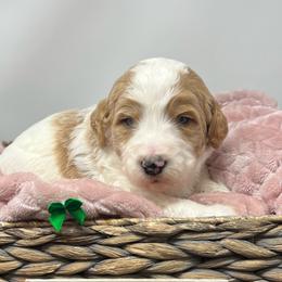 Green Male - Parti male Goldendoodle puppy in Great Falls, Montana from Montana Goldendoodles
