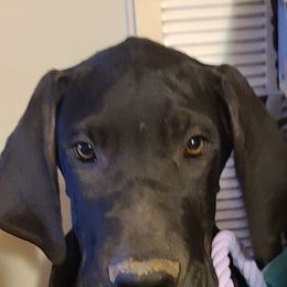 Great Dane Puppies from Trisha Self's Great Danes
