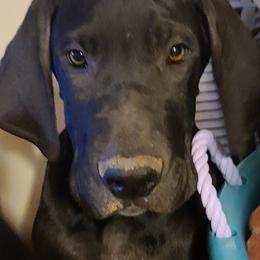 Great Dane Puppies from Trisha Self's Great Danes