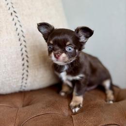 Astro - 3250 - Chocolate and tan male Chihuahua puppy in Beaumont, Texas from Down south pups
