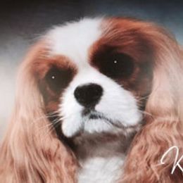 Kate - Cavalier King Charles Spaniel