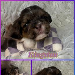 Kingston - Liver and white male Shih Tzu puppy in Coolidge, Arizona from Shih Tzu’s  ‘N’ Love