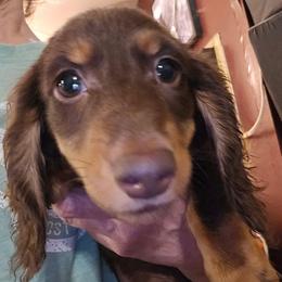 Sienna's bigger chocolate and tan boy - Chocolate and tan male Dachshund puppy in Lyle, Washington from Wines Wienery