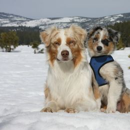 Australian Shepherd Puppies from Crystal Peak Australian Shepherds