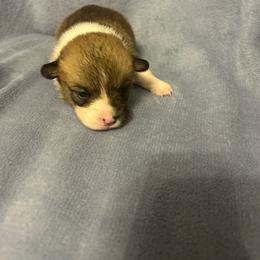 Tigershark - Red male Pembroke Welsh Corgi puppy in Maupin, Oregon from Bailey Nannini