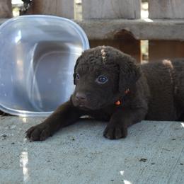 Chandra - Brown female Chesapeake Bay Retriever puppy in Soap Lake, Washington from Desert Oasis Kennels