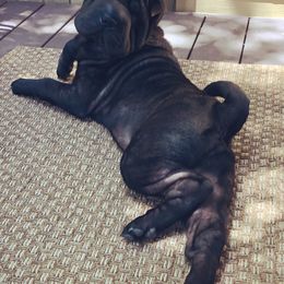 Chinese Shar-Pei from Setareh Chinese Shar Pei