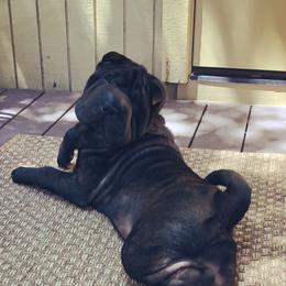 Chinese Shar-Pei from Setareh Chinese Shar Pei