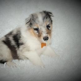 Collie Puppies from Liberty Collies