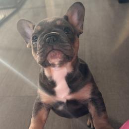 Maisie - Tricolors female French Bulldog puppy in Sweet Home, Oregon from Foster Lake Frenchies