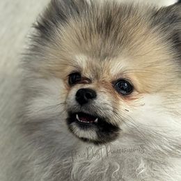 Pomeranians from Sunshines Pomeranians