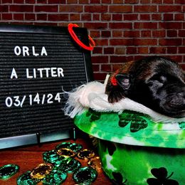 Belgian Malinois Puppies from Z Domu Niedzwiedzia Malinois