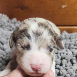 Daffodil (Daffy) - Red merle female Aussiedoodle puppy in Mount Clare, West Virginia from Pineview Farms Australian Shepherds