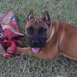 Macadamia - Fawn female Perro de Presa Canario puppy in Tickfaw, Louisiana from La Fundación K-9