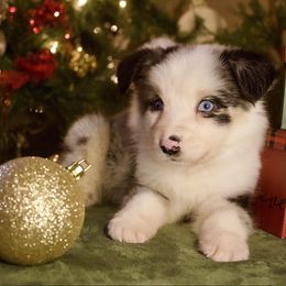 Cartier - Blue merle male Australian Shepherd puppy in Grapeland, Texas from Smokin K Aussies