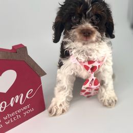 Cockapoo Puppies from Daisy and Dollie’s Little Darlins