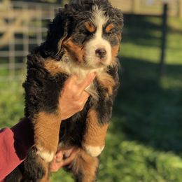 Bernese Mountain Dog Puppies from Foggy Mountain Berners
