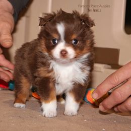 Miniature Australian Shepherd Puppies from Parsons Place Aussies