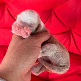 Abigail - Apricot female Aussiedoodle puppy in Orland, California from Shockley’s Elite Doodles