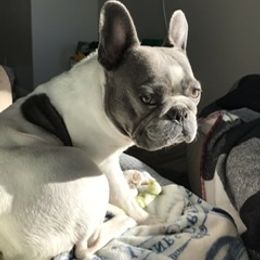 Marlee - French Bulldog
