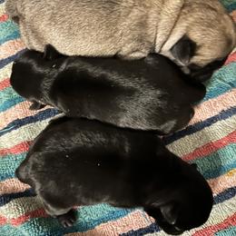 Pug Puppies from Kansas AKC Pug puppies