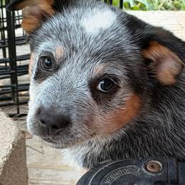 Cue - Blue male Australian Cattle Dog puppy in Billings, Montana from Sugarloaf French bulldogs and Australian cattle dogs