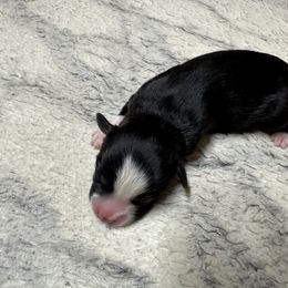 Miniature Australian Shepherd and Toy Australian Shepherd Puppies from Cherry Grove Kennel