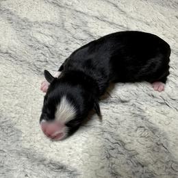 Miniature Australian Shepherd and Toy Australian Shepherd Puppies from Cherry Grove Kennel