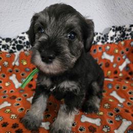 Puppy 3 - Salt and pepper male Miniature Schnauzer puppy in Winston Salem, North Carolina from Southpaw Schnauzers