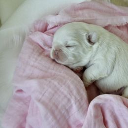 French Bulldog Puppies from Brandi Alsip
