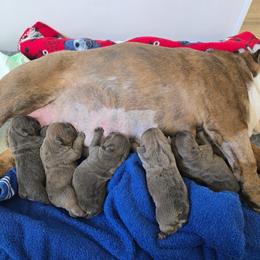 Bulldog puppies from K&D Bulldogs
