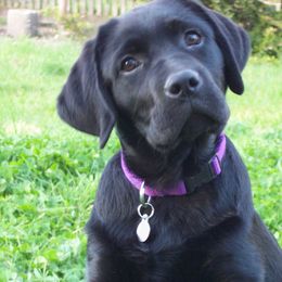Labrador Retriever Puppies from Cecilie Drege