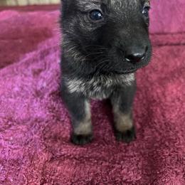 Pink Collar - Sable female German Shepherd puppy in Punta Gorda, Florida from Blitzenhaus Working Dogs-Home of the Working Czech Shepherd and Rottweiler