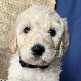 Goldendoodles and Labradoodles from Brit N’ Brood Doodles