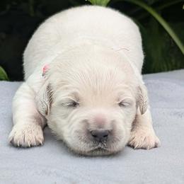 Maisy - Light golden female Golden Retriever puppy in Walnut Grove, Missouri from Forever Your Puppies