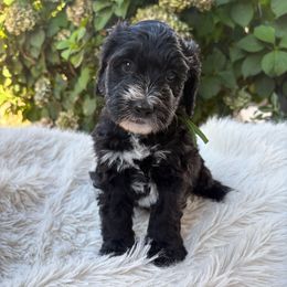 Green collar boy - Green Jeans - Black and white male Bernedoodle puppy in Springfield, Oregon from Noble Bernedoodles