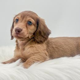 Nala - Cream female Dachshund puppy in Litchfield, Illinois from Charmm Dachshunds