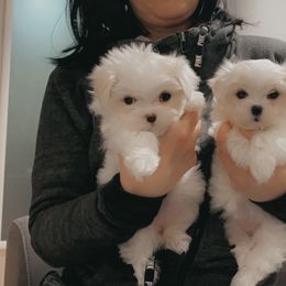 Maltese Puppies from Leona's Maltese