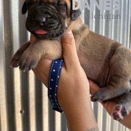 Hermen - Fawn male Great Dane puppy in Michigan from Ohana Great Danes of Michigan