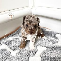 Lumi - Ms. Purple - Chocolate merle female Bernedoodle puppy in Tomball, Texas from Wynterwood Doodles