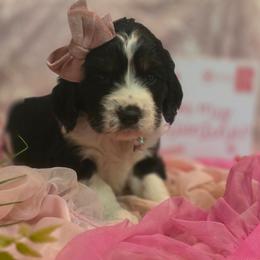 Sparkle - Black white and tan female English Springer Spaniel puppy in Cookeville, Tennessee from Krossroads Kennel