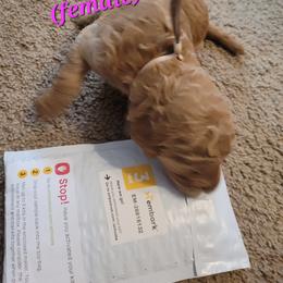 Goldendoodle Puppies from 3 Willows Goldendoodles