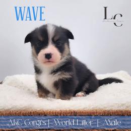 Wave - Black and tan male Pembroke Welsh Corgi puppy in Pine Village, Indiana from NL Horsemanship