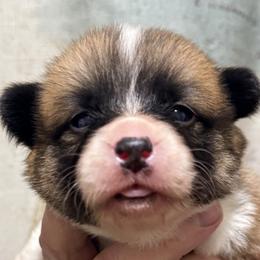 Fellow collar, girl - Red female Pembroke Welsh Corgi puppy in Hayes, Virginia from Gainesfield Labradors and Pembroke Welsh Corgis